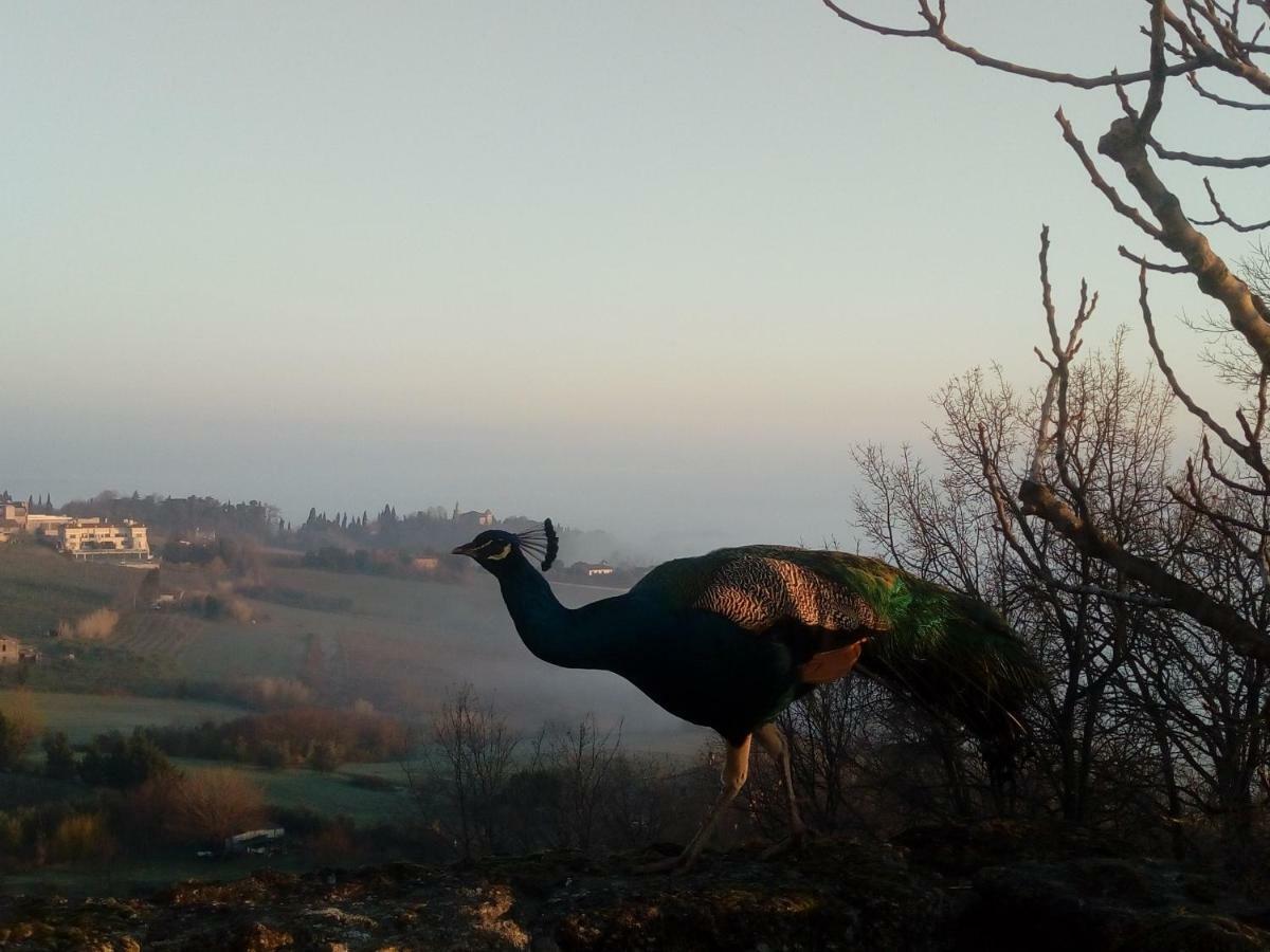 La Cana Dolce Bertinoro Eksteriør billede